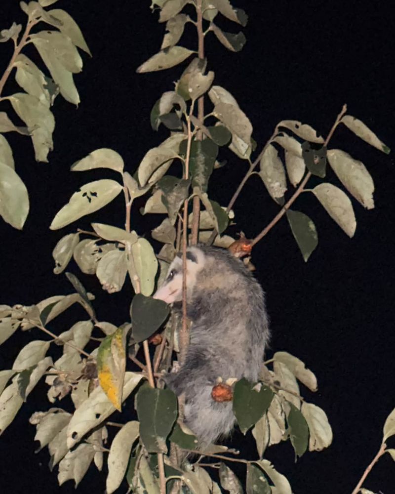 Raccoons And Opossums Often Show Up For The Same Feast Raccoons And Opossums Often Show Up For The Same Feast