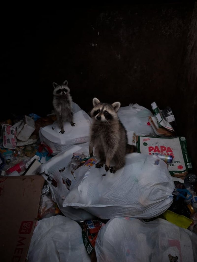 Raccoons Chatter And Snarl While Feeding