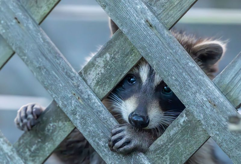 Raccoons Put Clever Little Hands To Work