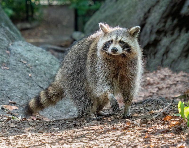 Raccoons Remember Easy Meals