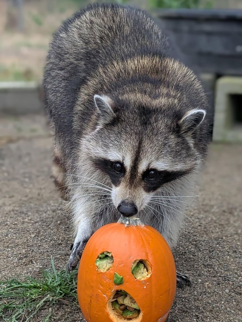 Raccoons Rule The Night In Neighborhoods Raccoons Rule The Night In Neighborhoods