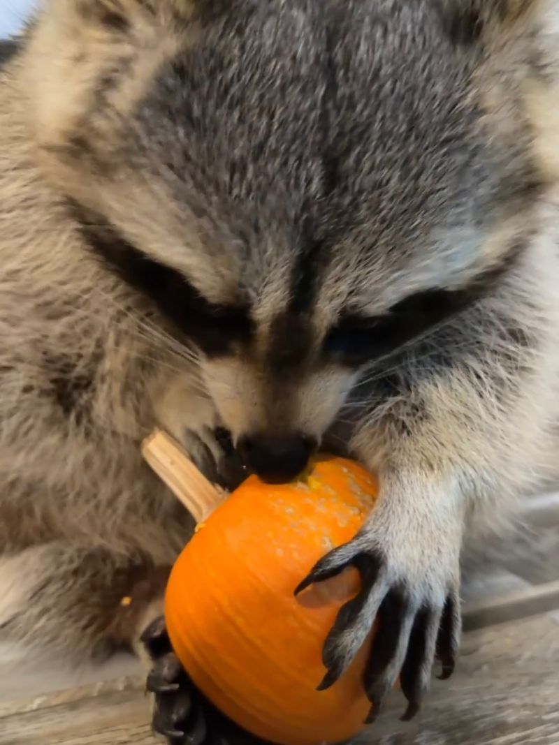 Raccoons Tear Into Soft Pumpkins At Night Raccoons Tear Into Soft Pumpkins At Night