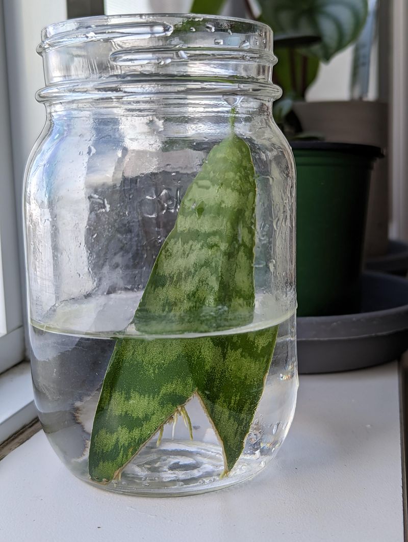 Radiators And Drafty Windows Can Slow Your Snake Plant Roots Radiators And Drafty Windows Can Slow Your Snake Plant Roots