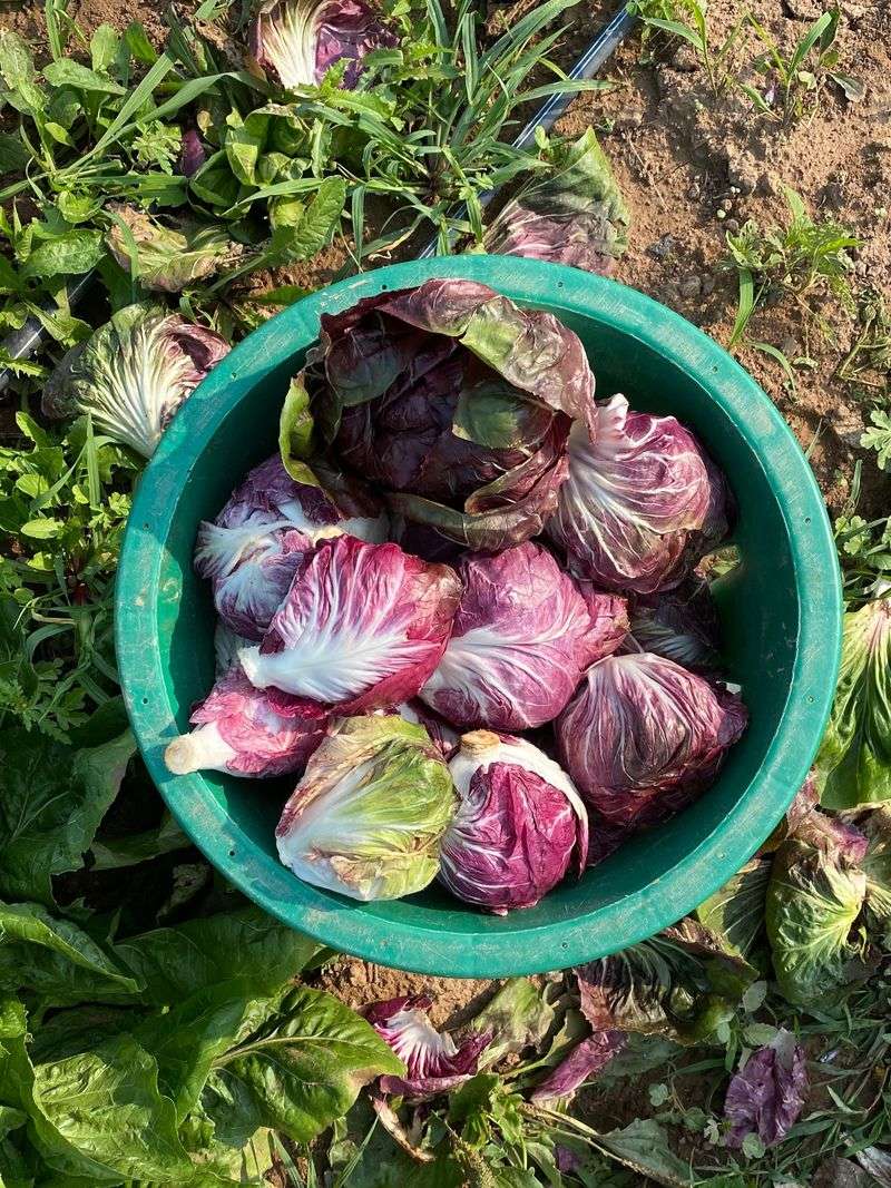 Radicchio Brings Colorful Heads To The Fall Garden Radicchio Brings Colorful Heads To The Fall Garden
