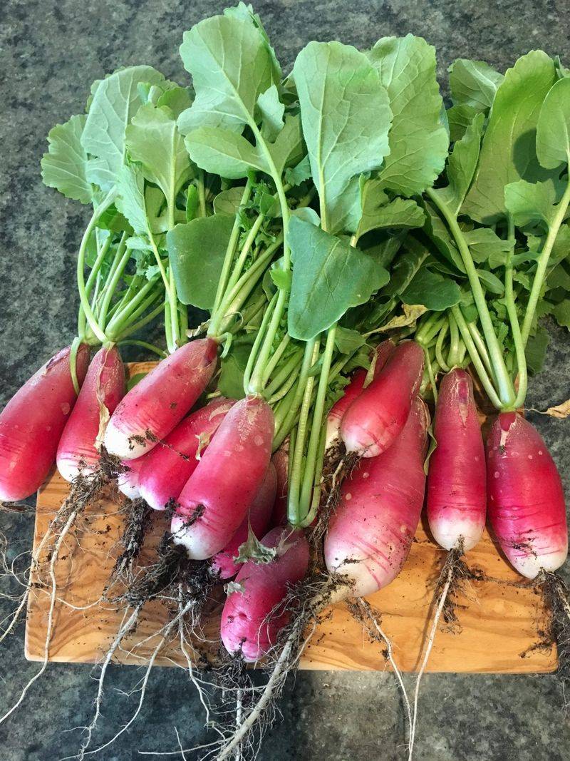 Radishes