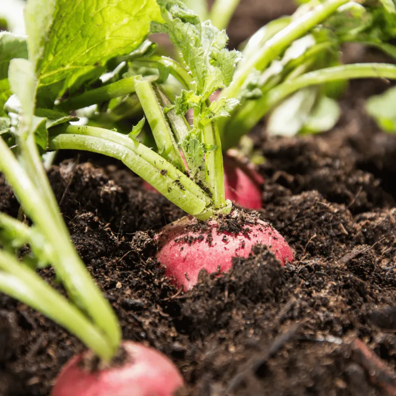 Radishes Radishes