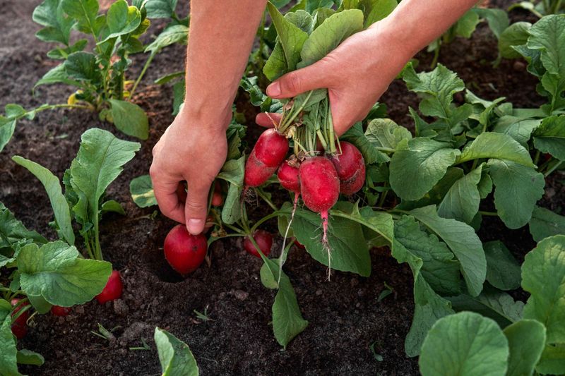 Radishes Grow Quickly From Seeds Sown During The Cooler Weeks