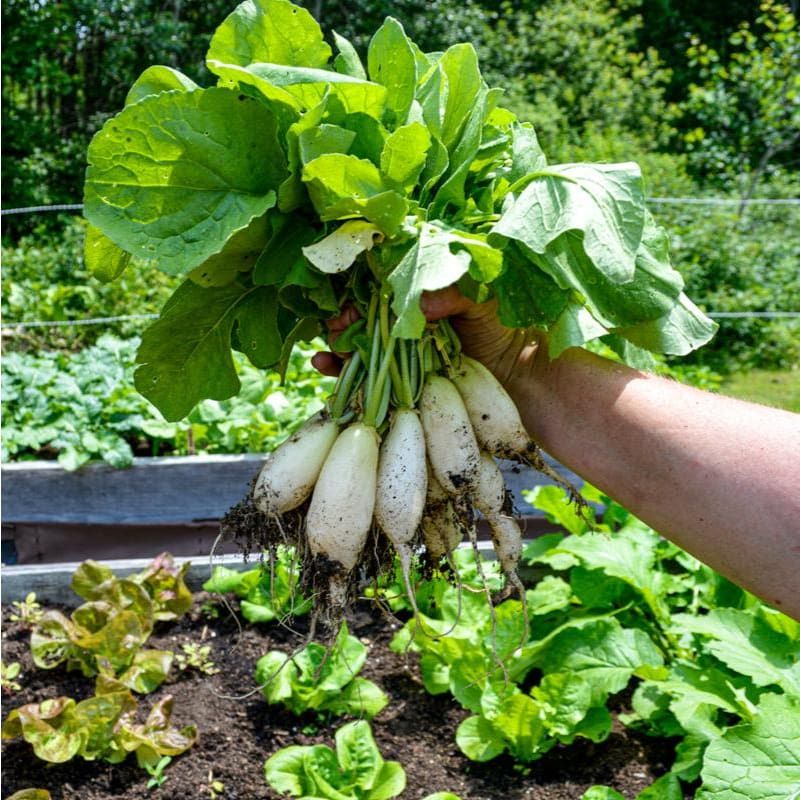 Radishes Mature Fast Enough In Mild Areas