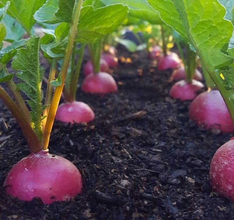 Radishes That Mature In About A Month