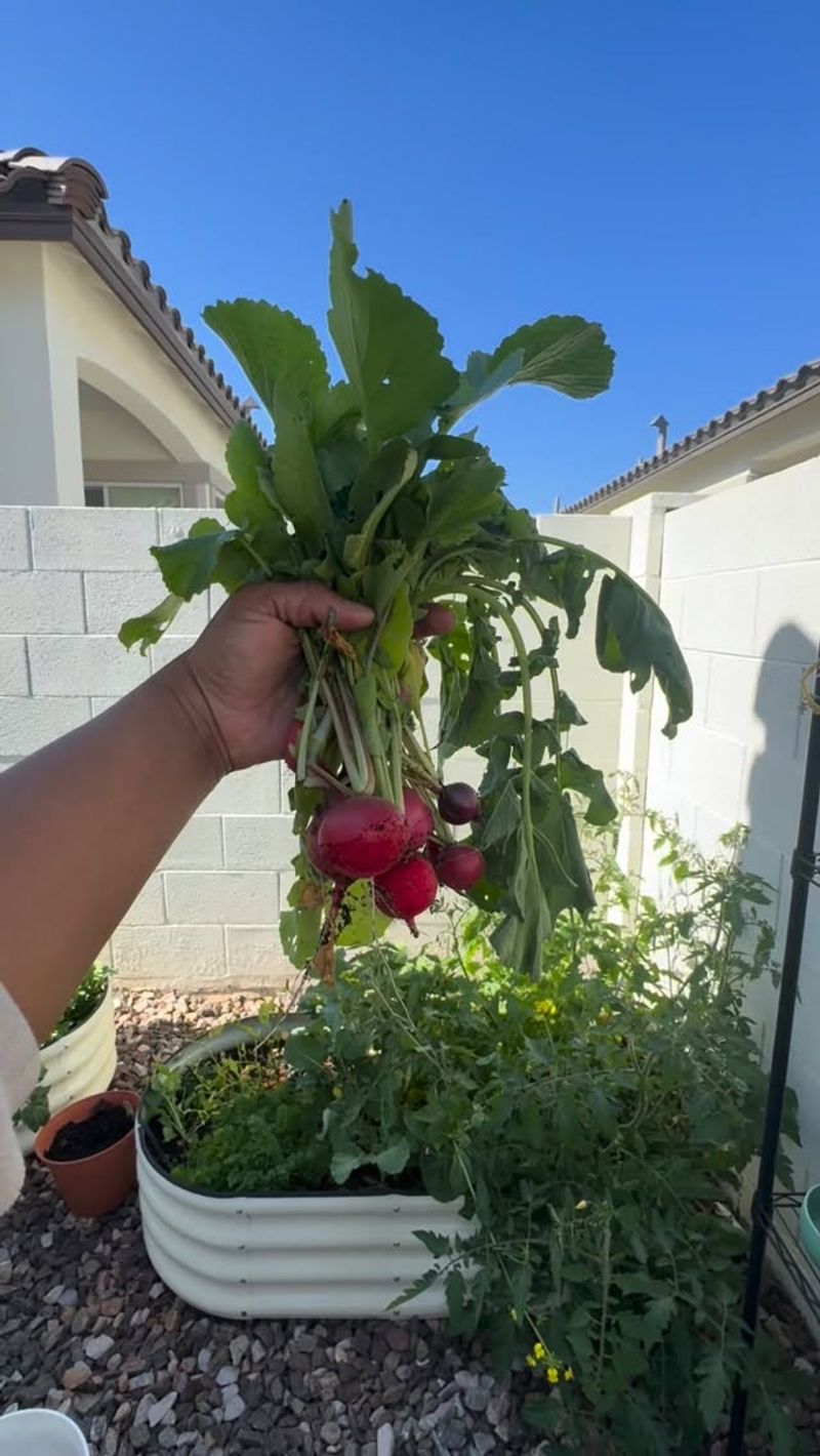 Radishes