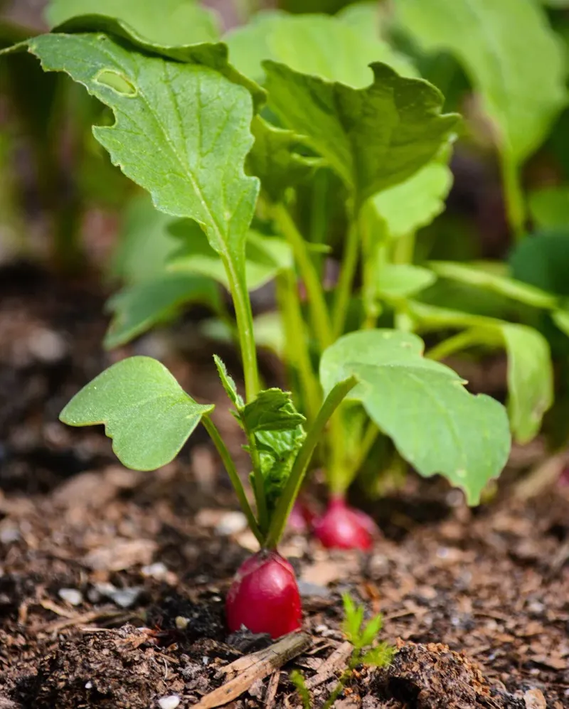 Radishes