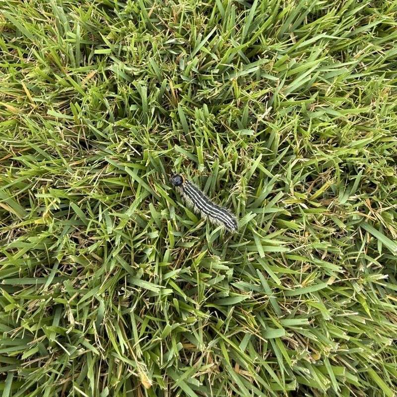 Ragged Chewed Blades Can Point Toward Armyworm Feeding Ragged Chewed Blades Can Point Toward Armyworm Feeding