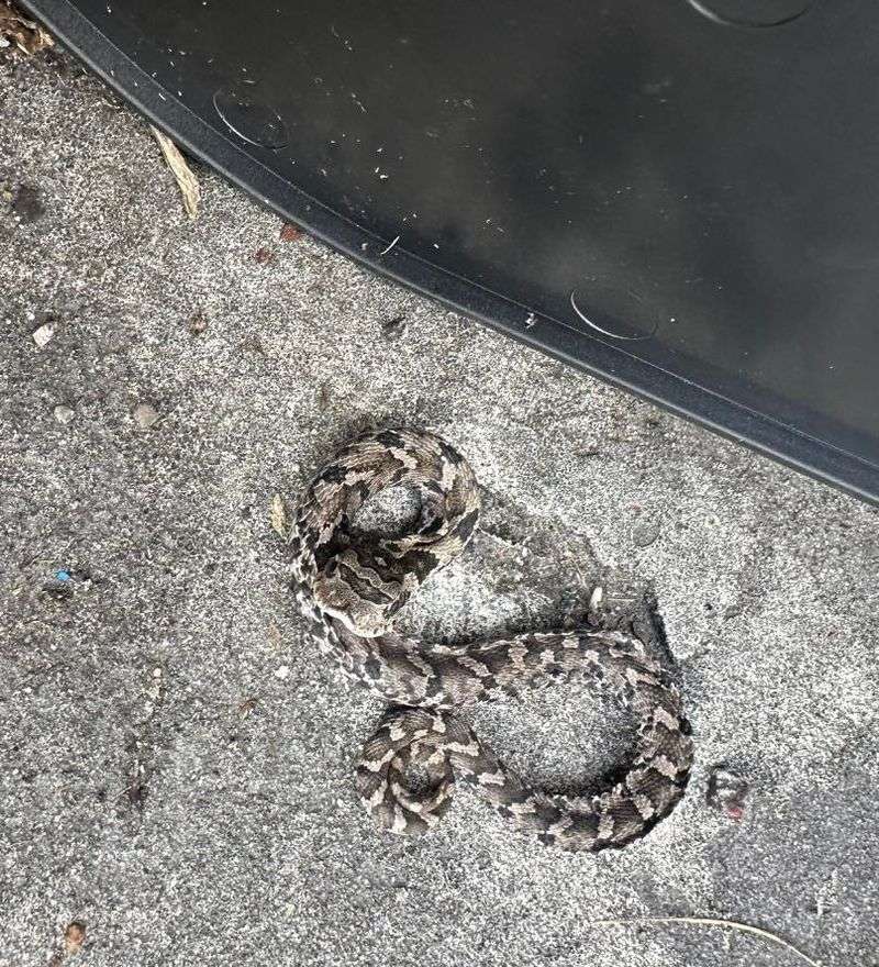 Rain Flushes Snakes From Flooded Burrows
