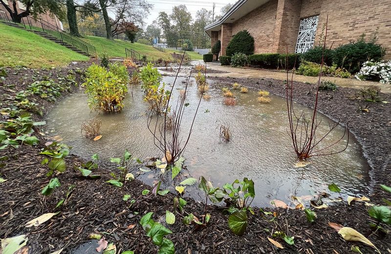 Rain Gardens Catch Runoff Before It Reaches The Bay Rain Gardens Catch Runoff Before It Reaches The Bay
