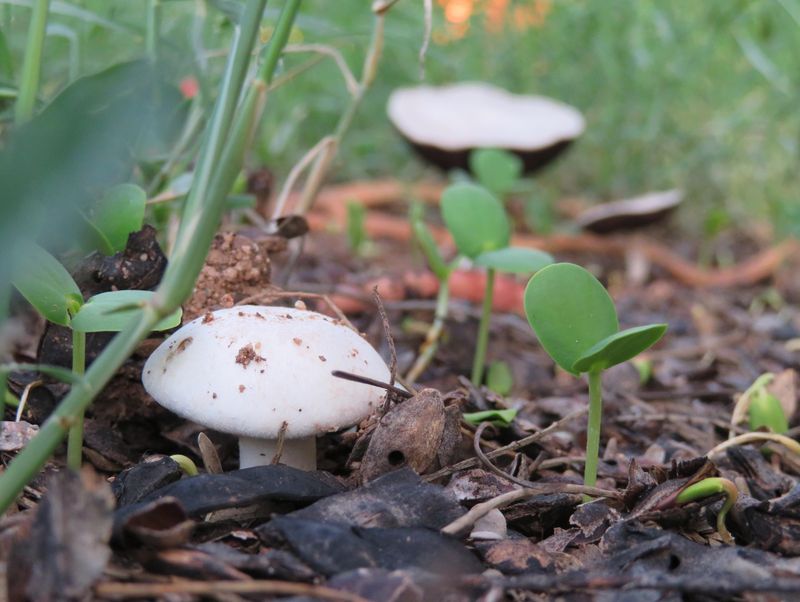 Rain Makes an Existing Fungus Visible