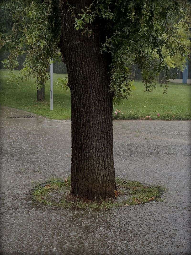 Rain-Soaked Leaves And Soil Add To The Risk