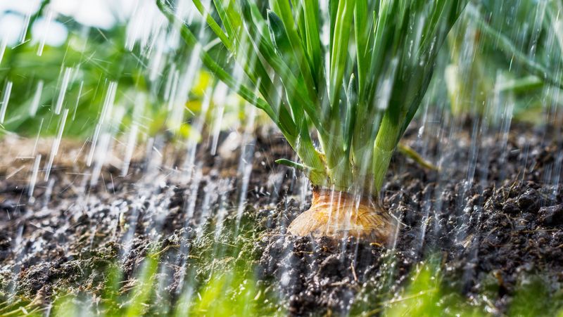 Rain-Soaked Soil Alone Isn’t The Problem Rain-Soaked Soil Alone Isn’t The Problem