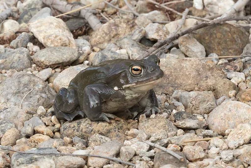 Rain brings toads out, but it does not identify them