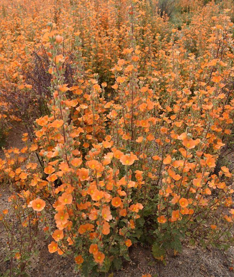 Rainfall Shapes the Flower Display