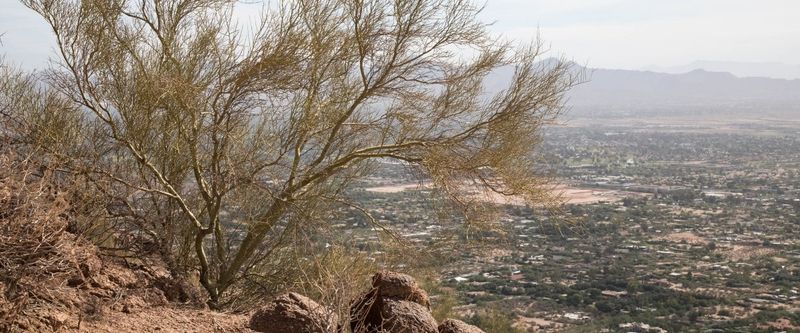 Rainfall may not carry the tree through every drought