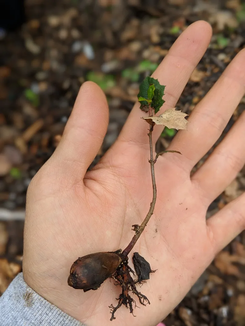 Rainy Season Timing Gives Every Seed A Head Start