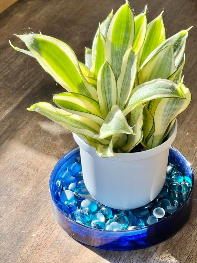Raise The Humidity Around Your Plant