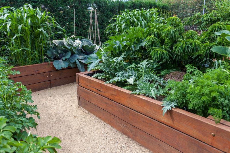Raised Beds Built To Escape Soggy Roots Raised Beds Built To Escape Soggy Roots