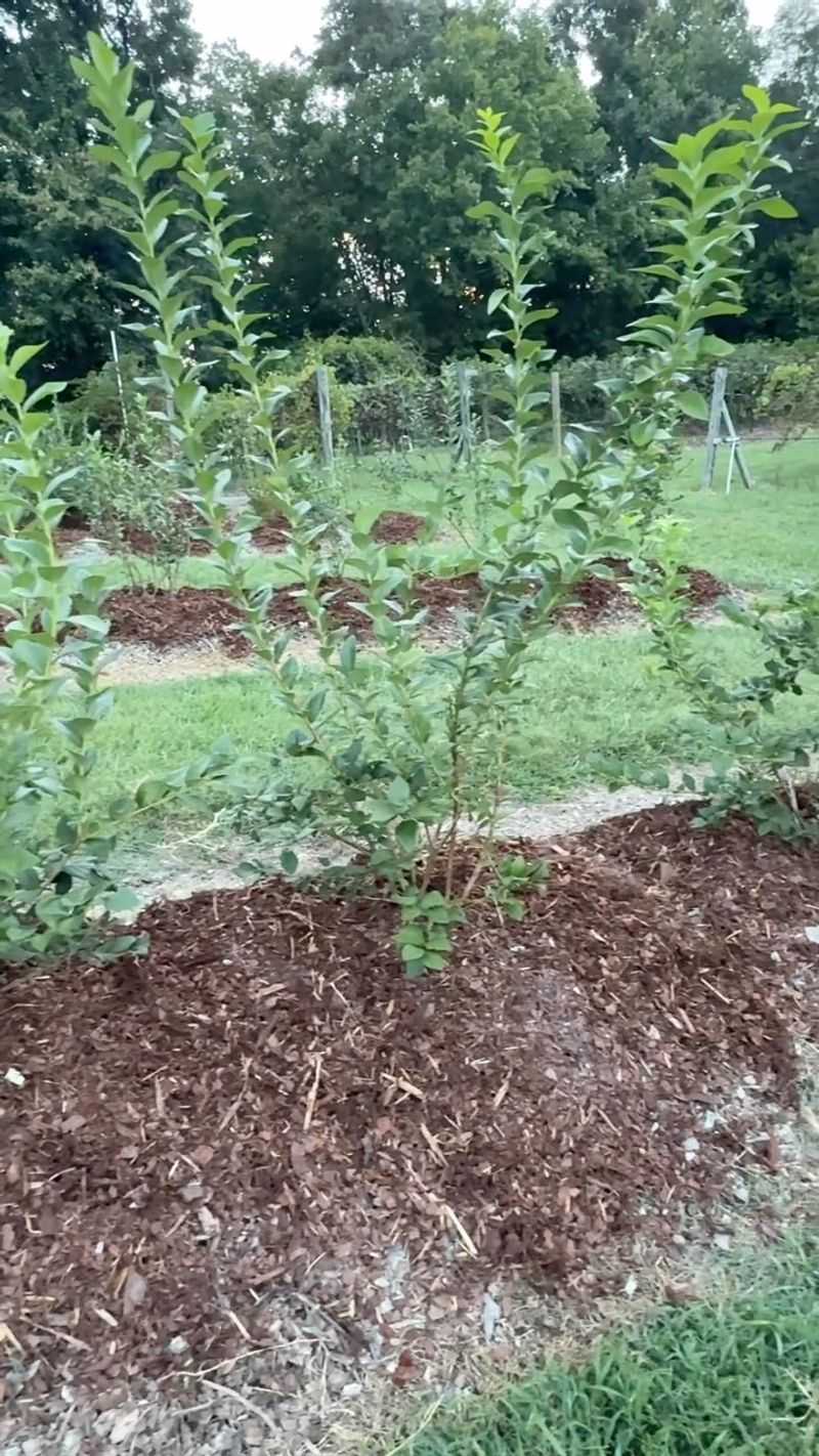 Raised Mounds Keep Blueberry Bushes Out of Soggy Clay