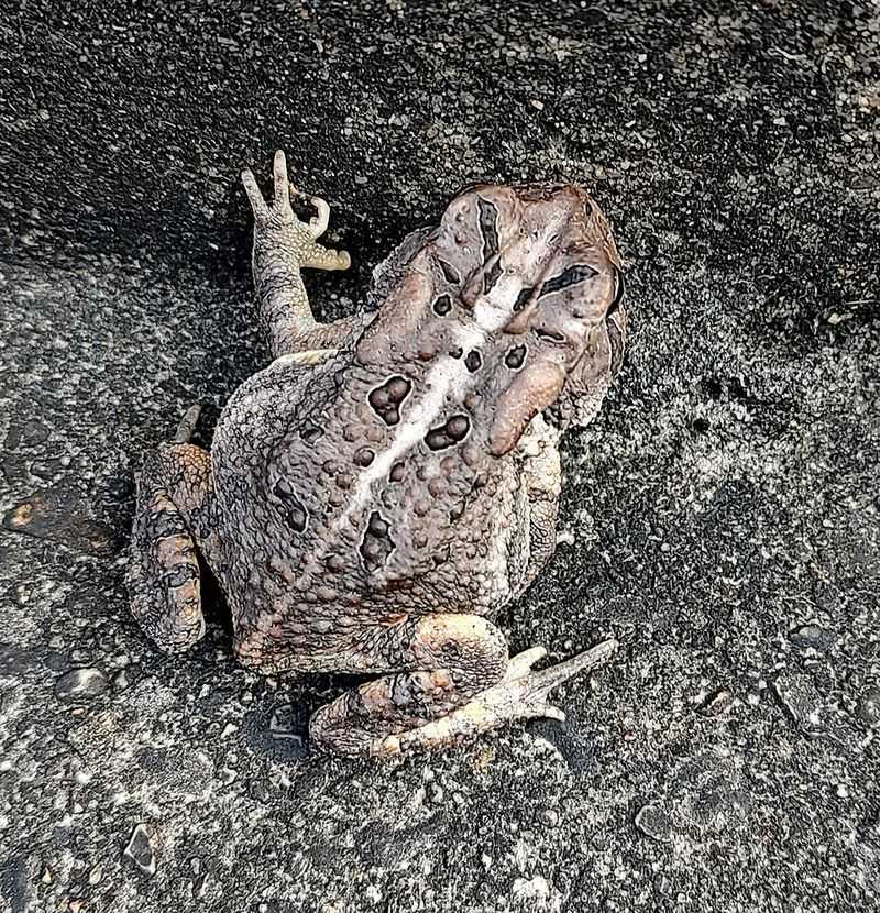 Raised Ridges Behind The Eyes Help Identify A Southern Toad