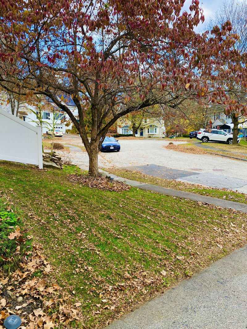 Rake Leaves To The Tree Lawn, Not The Road Rake Leaves To The Tree Lawn, Not The Road