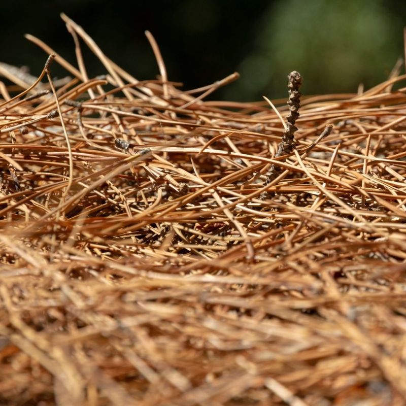 Rake Pine Needles Off The Lawn And Save A Pile For Winter Strawberries