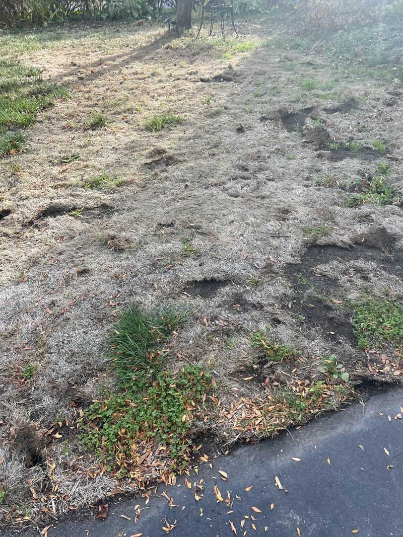 Raking Out Dried Grass Mats Helps New Seed Reach The Soil