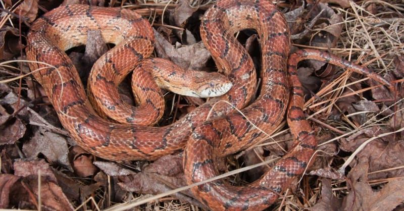 Rat Snakes And Corn Snakes Are The Mouse Catchers You Want Around