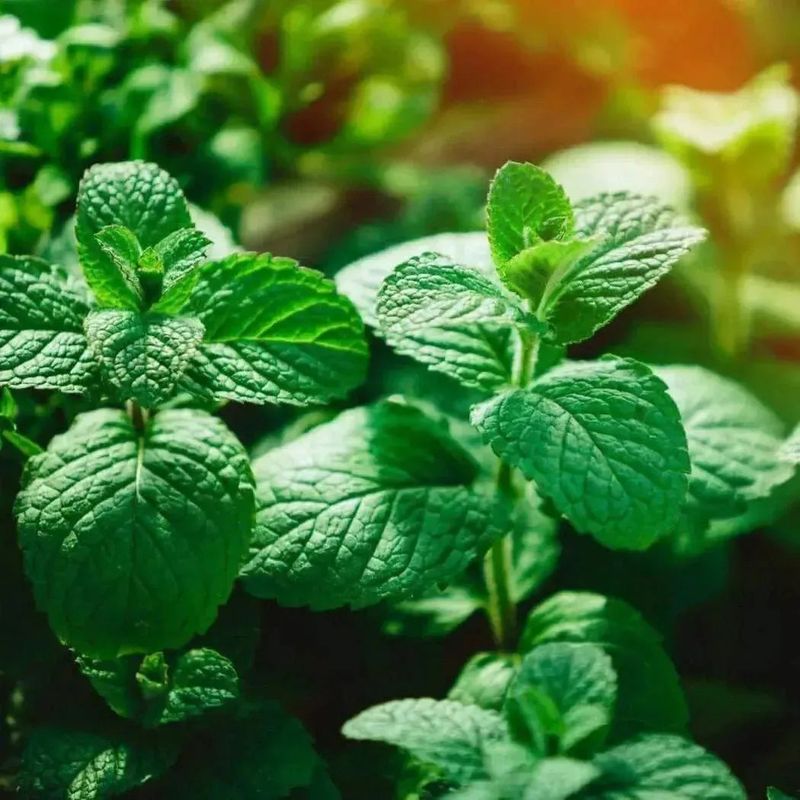 Rats Dislike Its Strong Menthol Scent