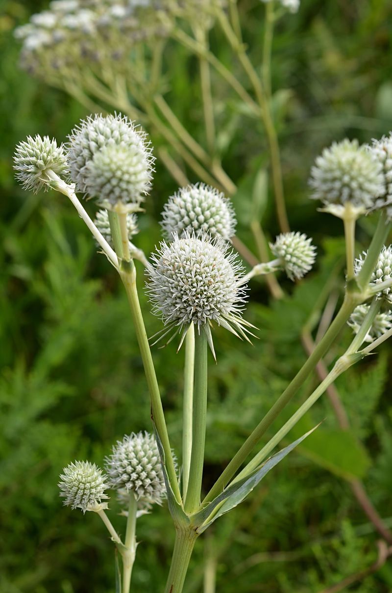 Rattlesnake Master Was Once Trusted For Snakebites Rattlesnake Master Was Once Trusted For Snakebites