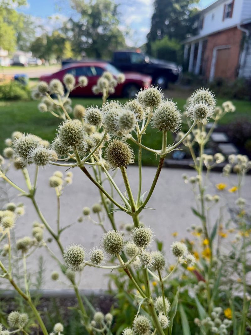 Rattlesnake Master's Spiky Globes Draw Predatory Wasps In Summer Rattlesnake Master's Spiky Globes Draw Predatory Wasps In Summer