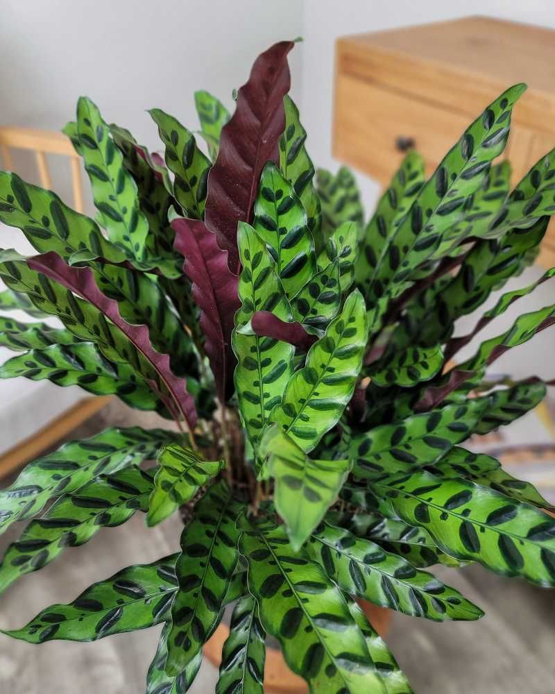 Rattlesnake Plant