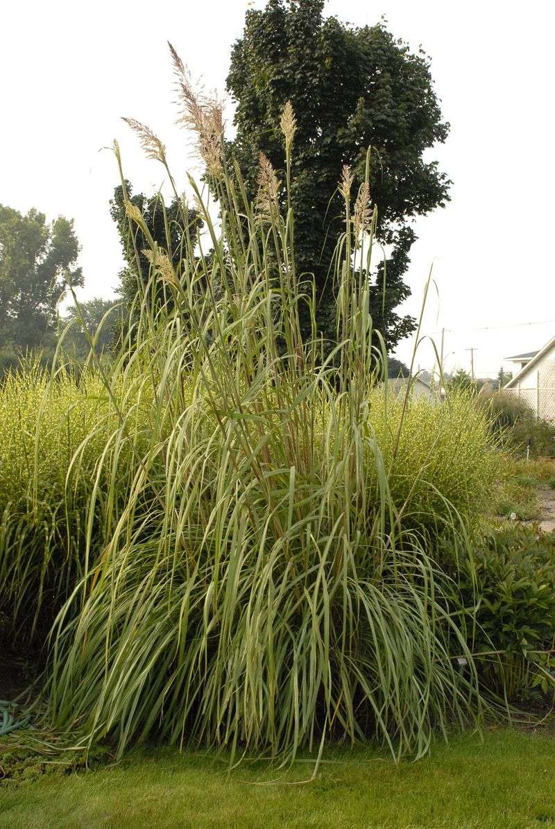Ravenna Grass Is Rated Invasive In The State