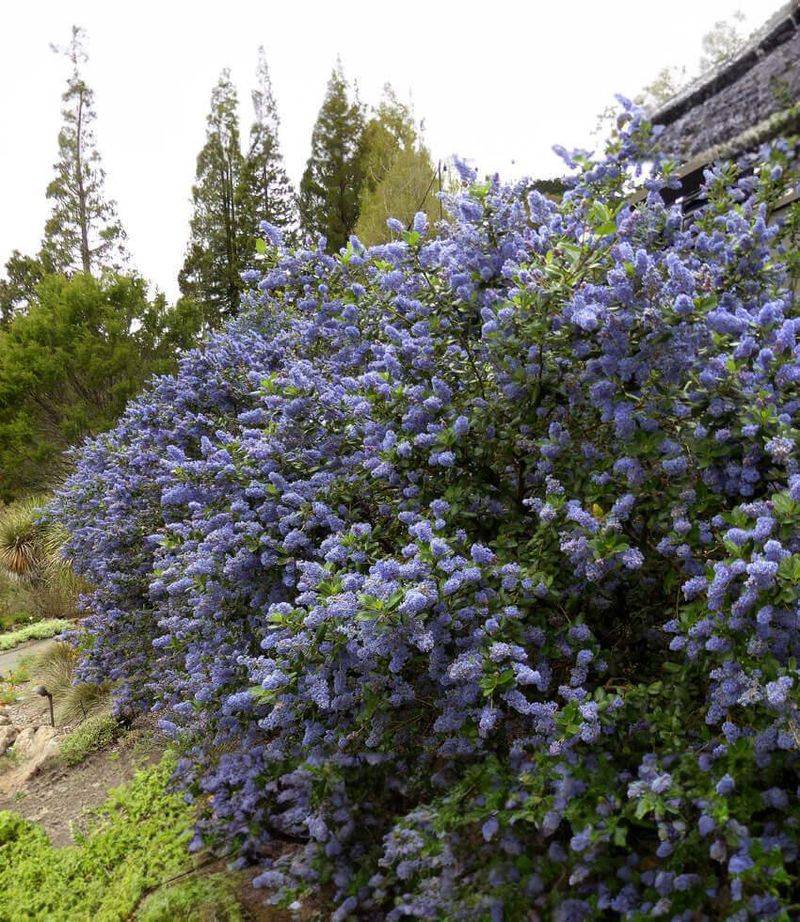 Ray Hartman Ceanothus Rises Into A Blooming Screen