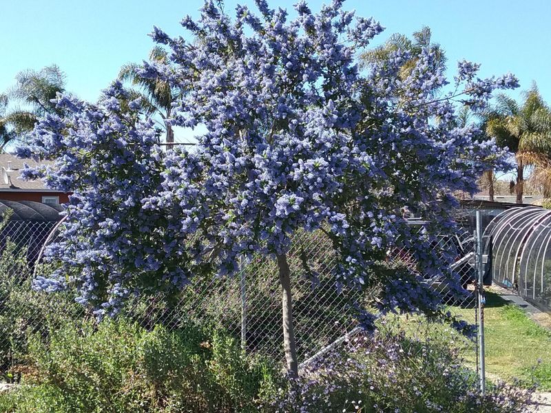 'Ray Hartman' Ceanothus Rises Into A Small Tree