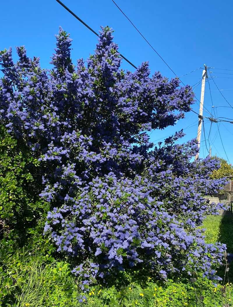 Ray Hartman Ceanothus Ray Hartman Ceanothus