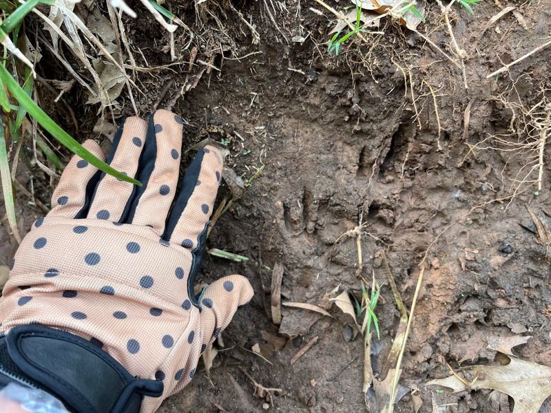 Reading The Tracks Left Behind In Soft Soil