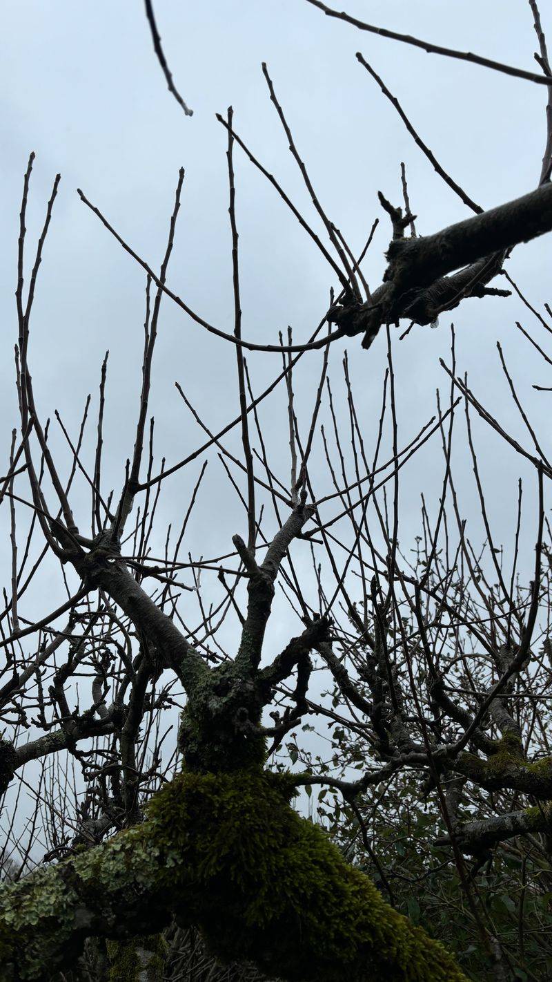 Reading Your Tree Before Picking Up The Pruners 