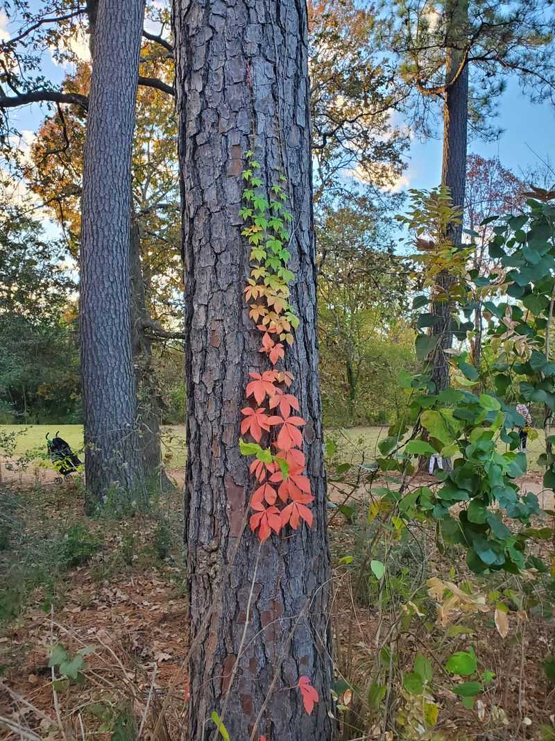 Real Impact On Host Trees Real Impact On Host Trees