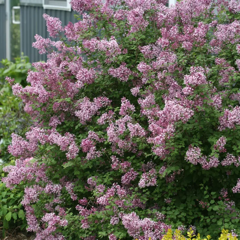 Reblooming Shrubs Kept Going In The Warm Weather Reblooming Shrubs Kept Going In The Warm Weather