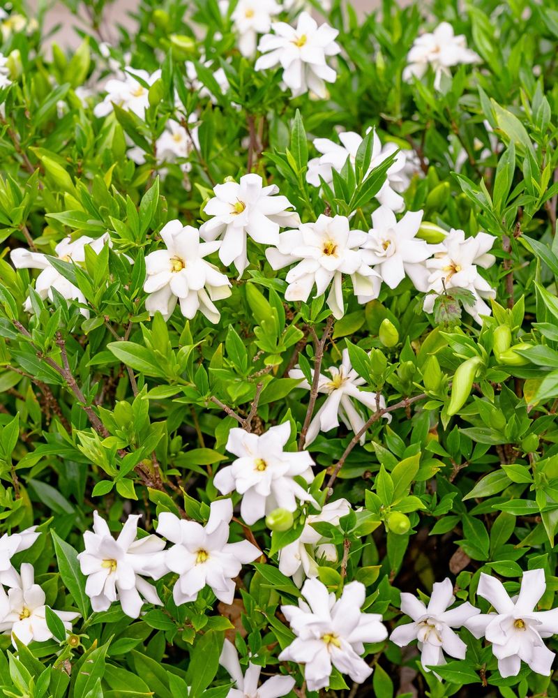 Reblooming Varieties May Produce Another Round Of Fall Flowers