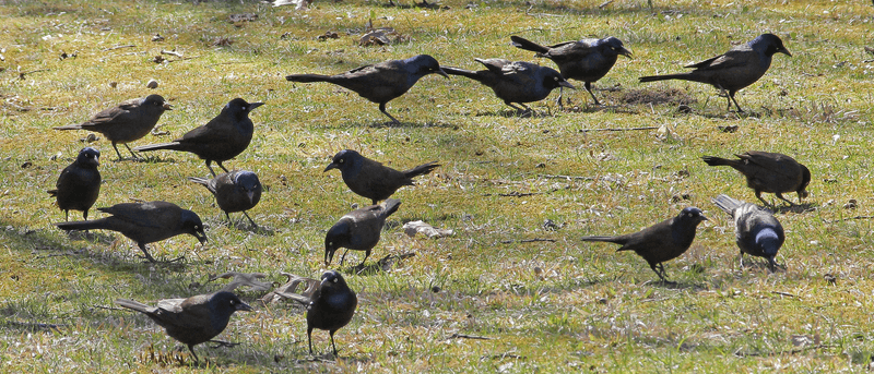 Recent Rain Can Suddenly Change Where Birds Search For Food