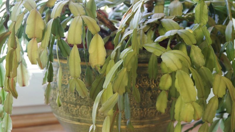 Recognize The Signs Of Overwatering
