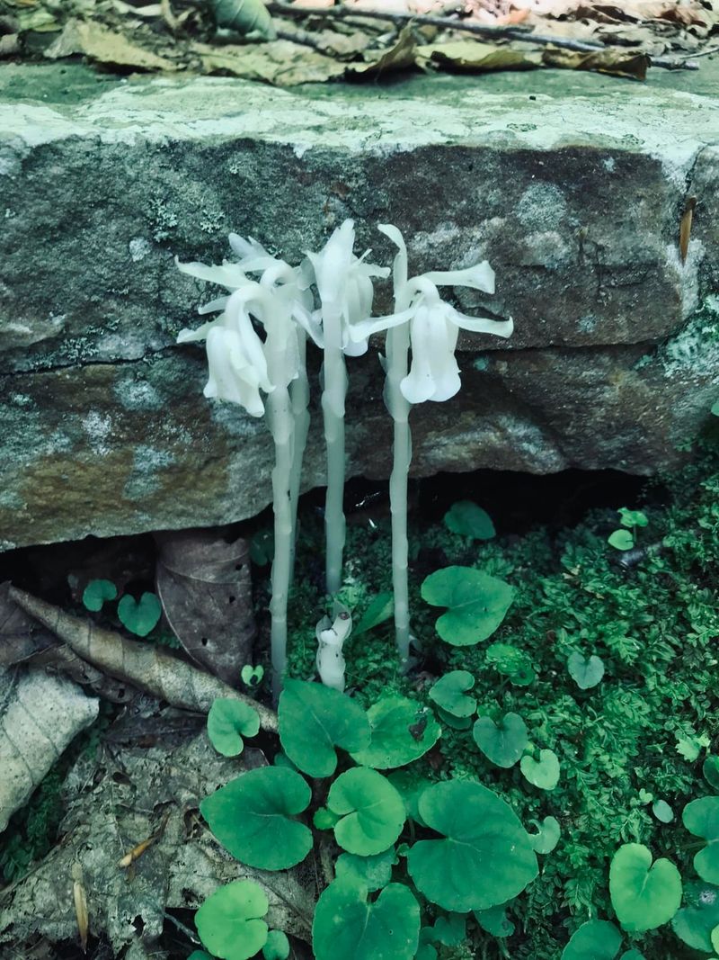 Recommended First Steps For Homeowners Who Spot The Pale Clusters Recommended First Steps For Homeowners Who Spot The Pale Clusters