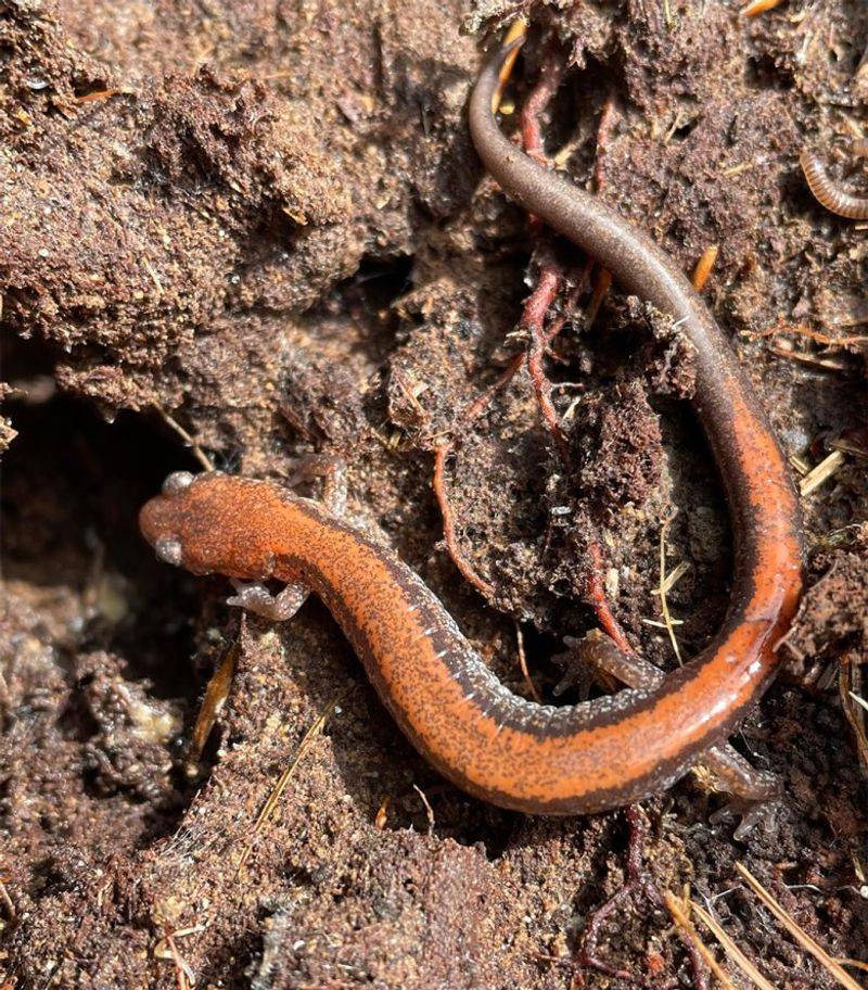 Red-Backed Salamanders Hiding In The Damp Layer